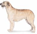 Irish Wolfhound
